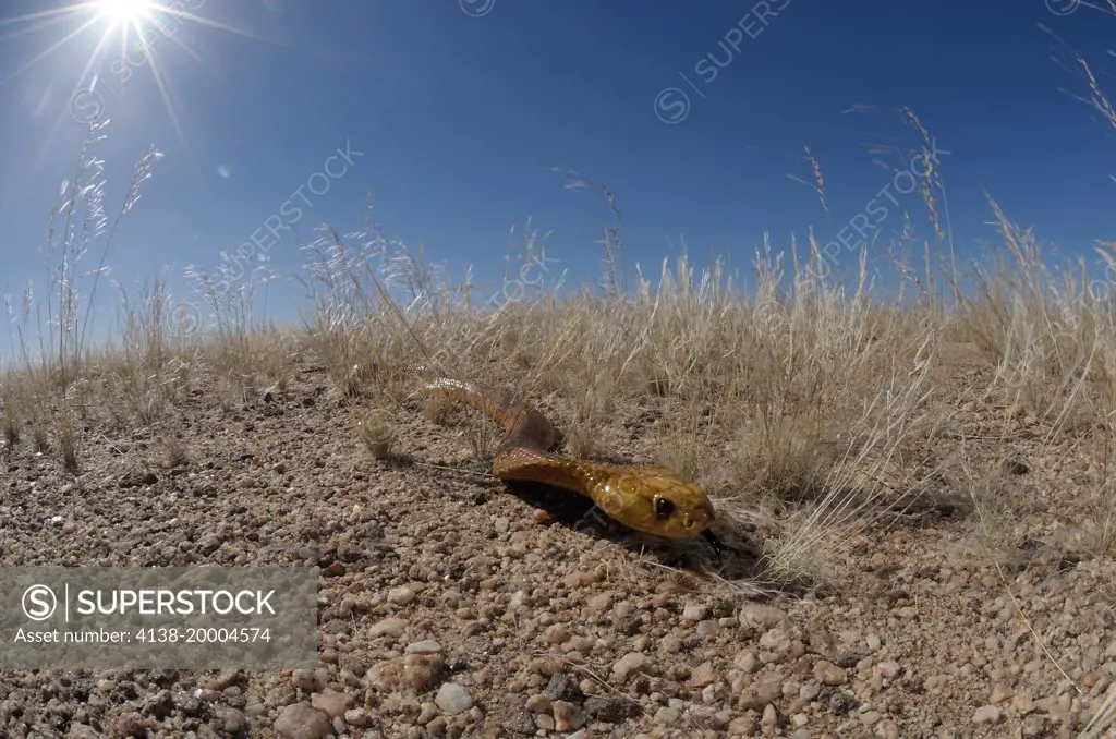 Cape cobra, naja nivea, Namibia, Africa
