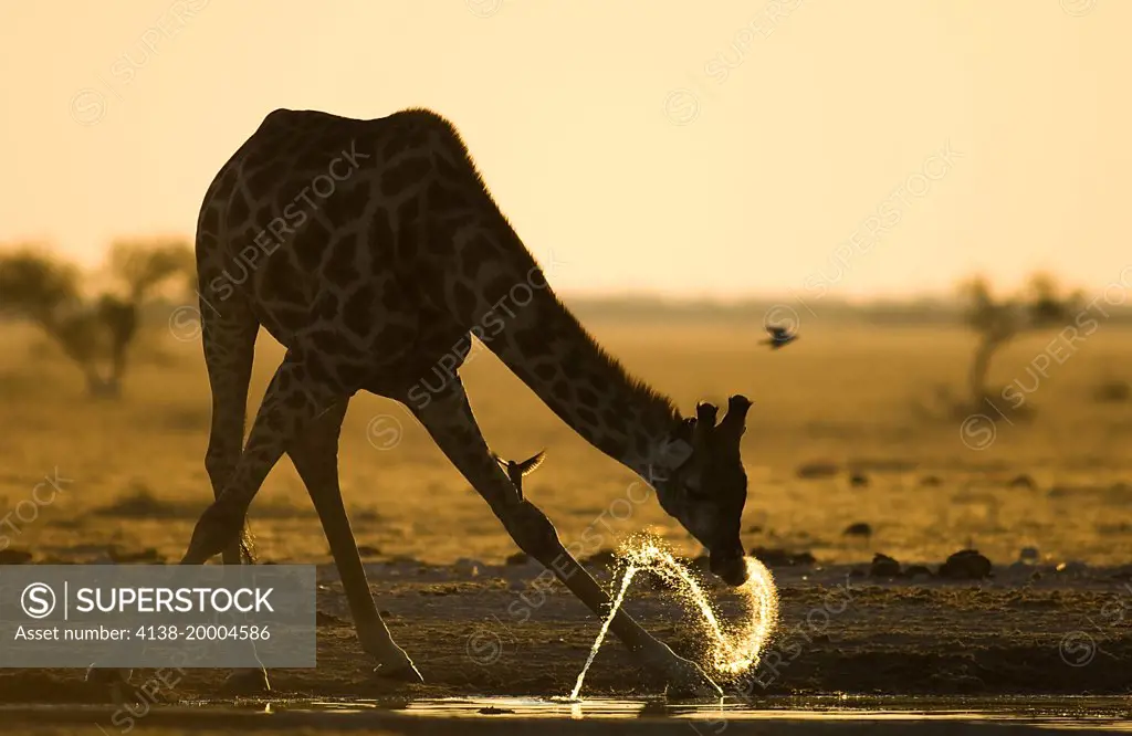 Giraffe drinking at sunset; giraffa camelopardalis;Botswana Africa
