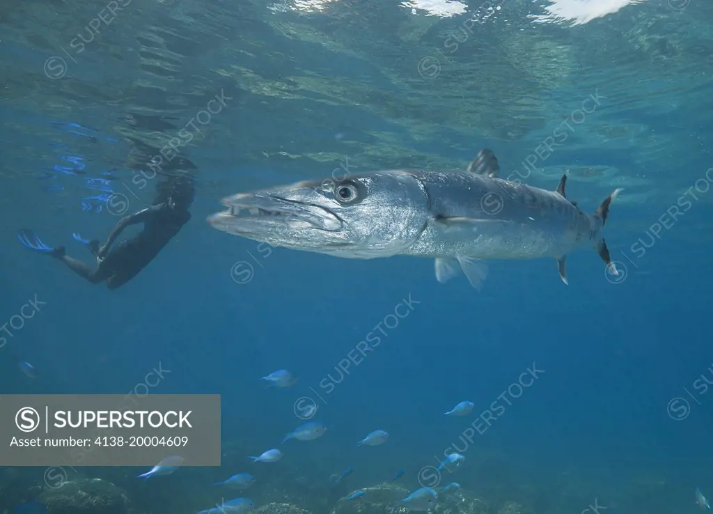 Great barracuda, sphyraena barracuda, Fiji