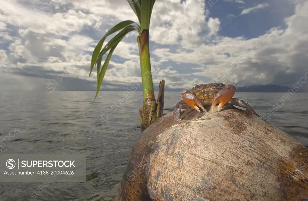 Crab on floating coconut, Fiji