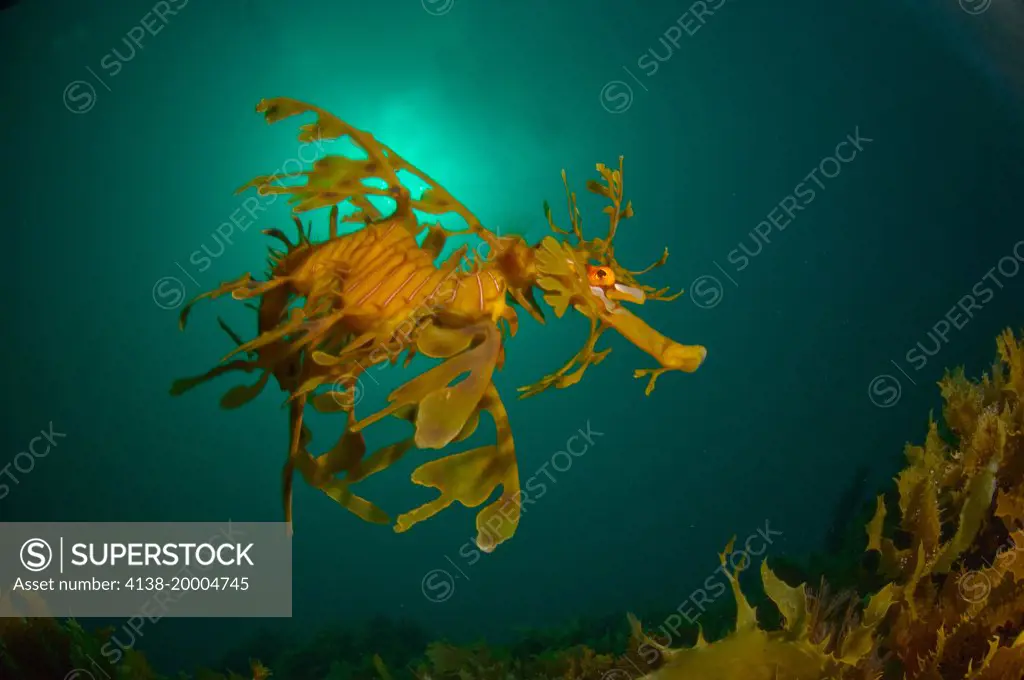 Leafy seadragon, phycodurus eques, Australia