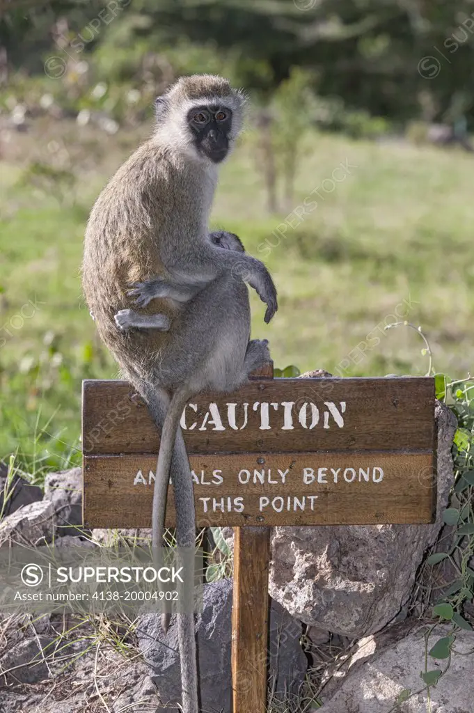 Vervet monkey (Chlorocebus aethiops). Amboseli National Park. Kenya