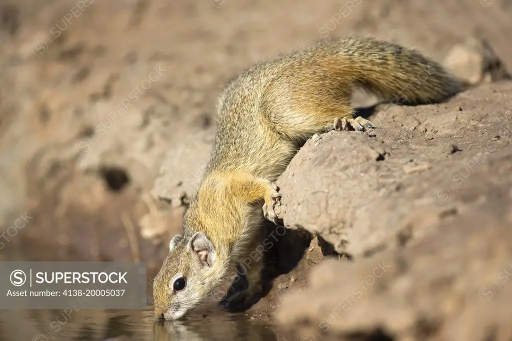 Smith's Bush Squirrel (Paraxerus cepapi) drinking at a waterhole at Mashatu game reserve. Botswana. Also known as Yellow-footed Squirrel and in South Africa as the Tree Squirrel.