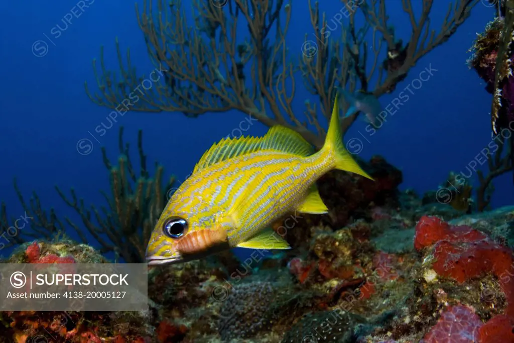 Yellow snapper (Lutjanus kasmira) with fish lince on face, British Virgin Islands, Caribbean