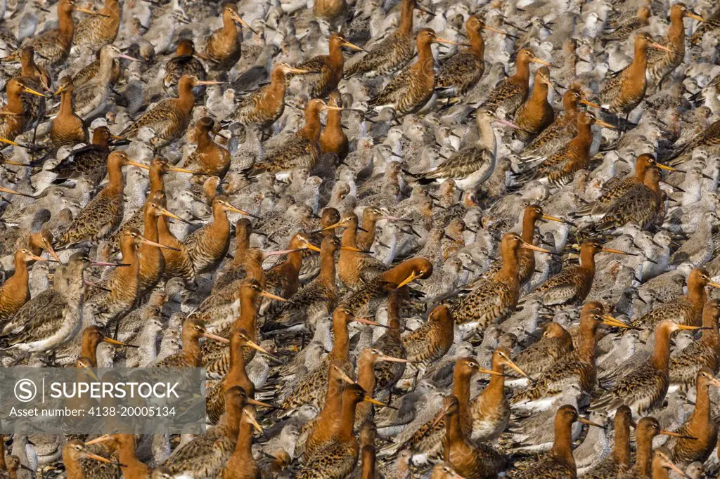 Black tailed godwits (Limosa limosa) and Knot (Calidris canutus) at roost; Snettisham Norfolk England UK