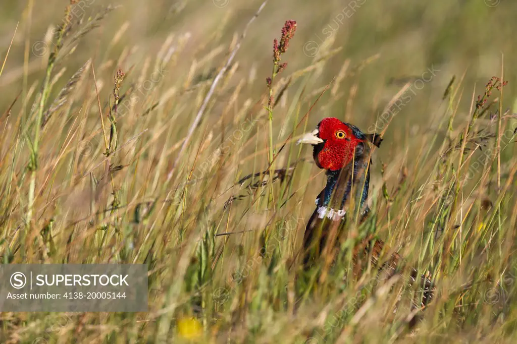 Pheasant (Phasianus colchicus) in long grass; Orkney Scotland UK
