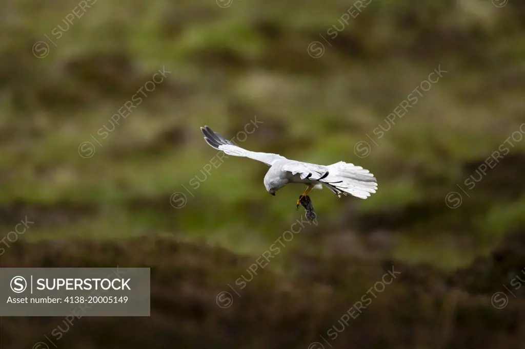 Hen harrier (Circus cyaneus) male, dropping prey into his nest; Isle of North Uist Scotland UK 