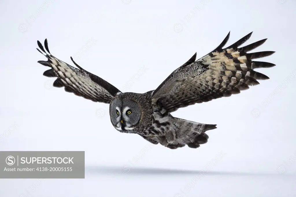 Great grey owl (Strix nebulosa) in flight over snow; kuusamo Finland