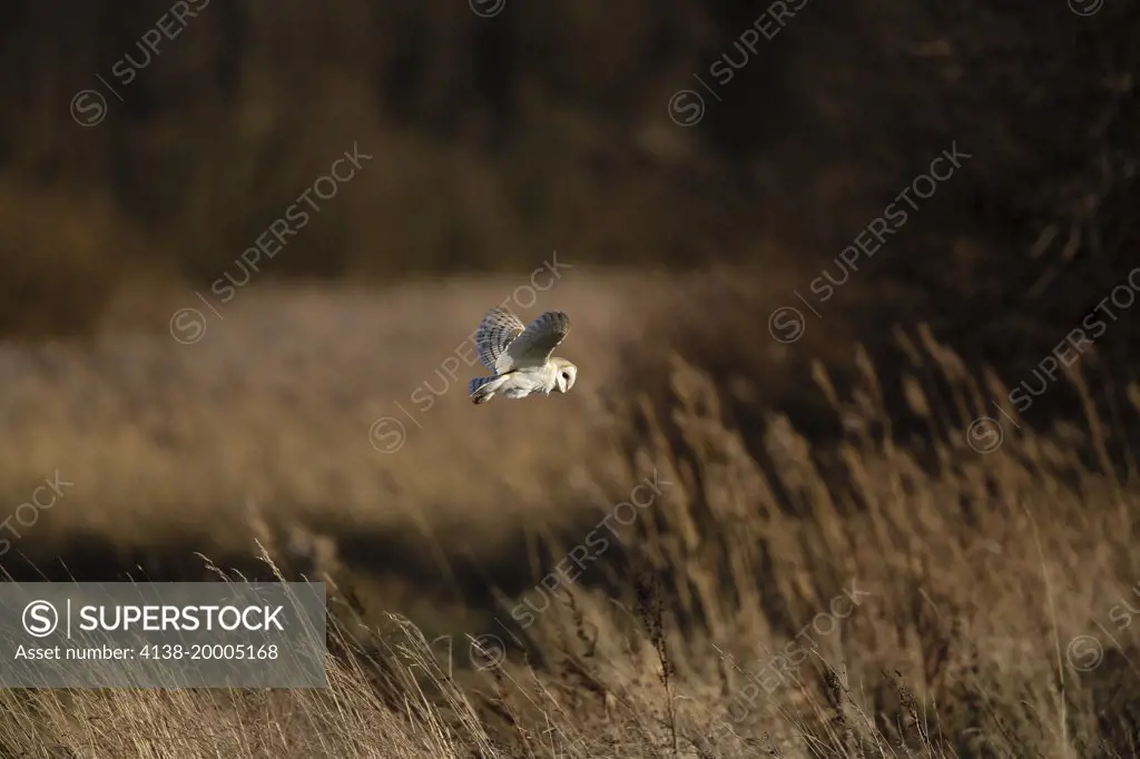 Barn owl hunting (Tyto alba); Hunstanton Norfolk England UK