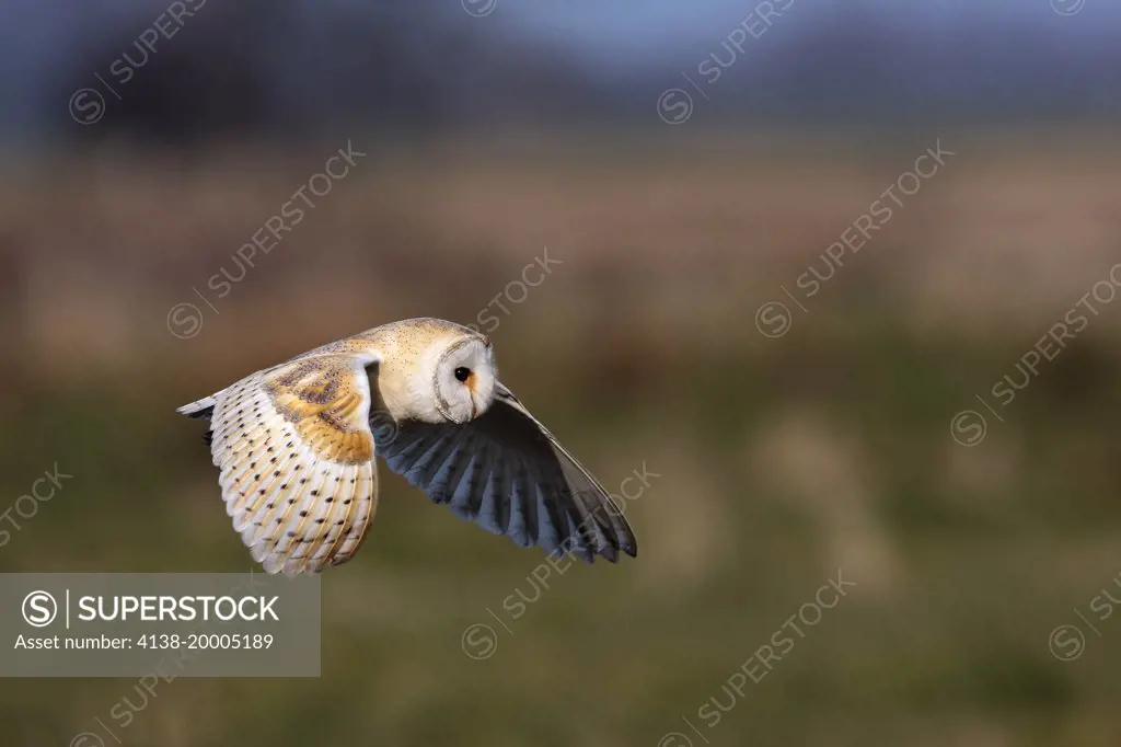 Barn owl hunting (Tyto alba); Norwich Norfolk England UK