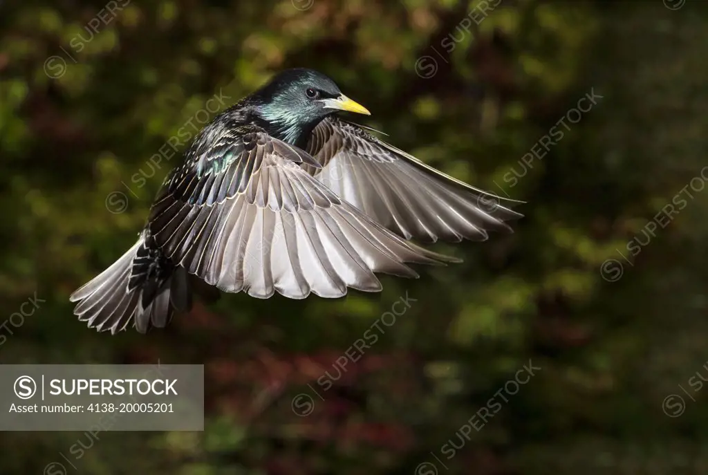 Starling (Sturnus vulgaris) flight in a suburban garden; Bedfordshire England UK
