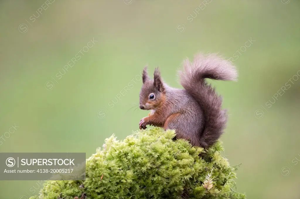 Red squirrel (Sciurus vulgaris) posing on  a mossy clump; Dumfries Scotland UK