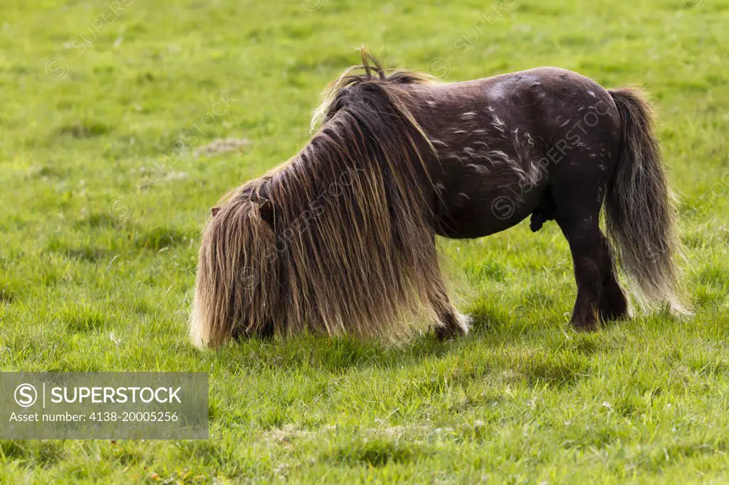 Shetland pony (Equus ferus caballus) stallion,  Shetland Scotland UK