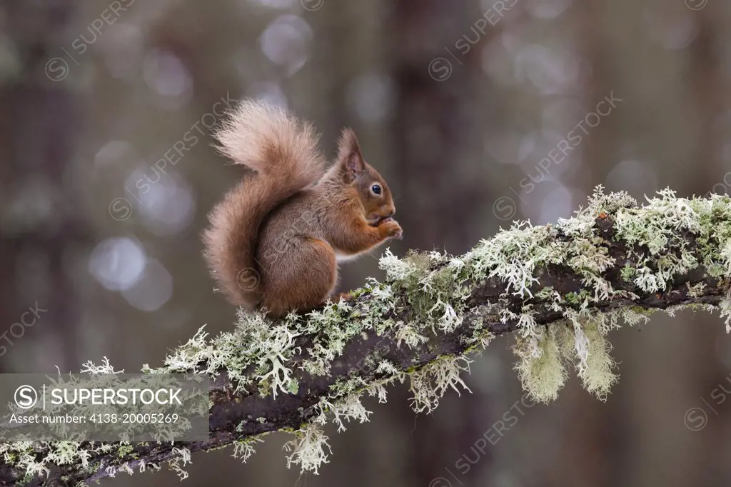 Red squirrel (Sciurus vulgaris) holding a hazel nut to its mouth; Aviemore Scotland UK