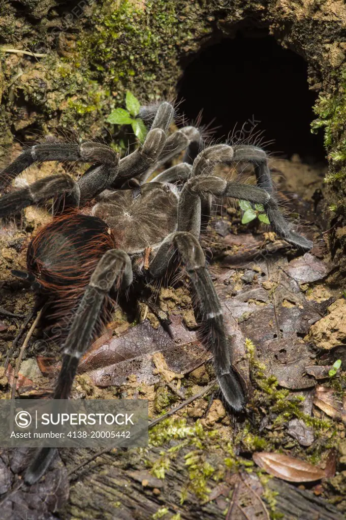 Tarantula species at burrow in the Ecuadorian Amazon