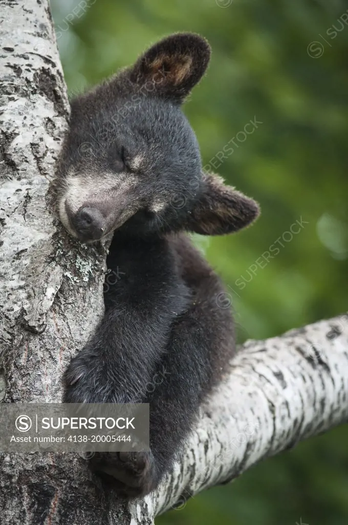 Black bear cub, Ursus americana, sleeping in tree, New Brunswick, Canada