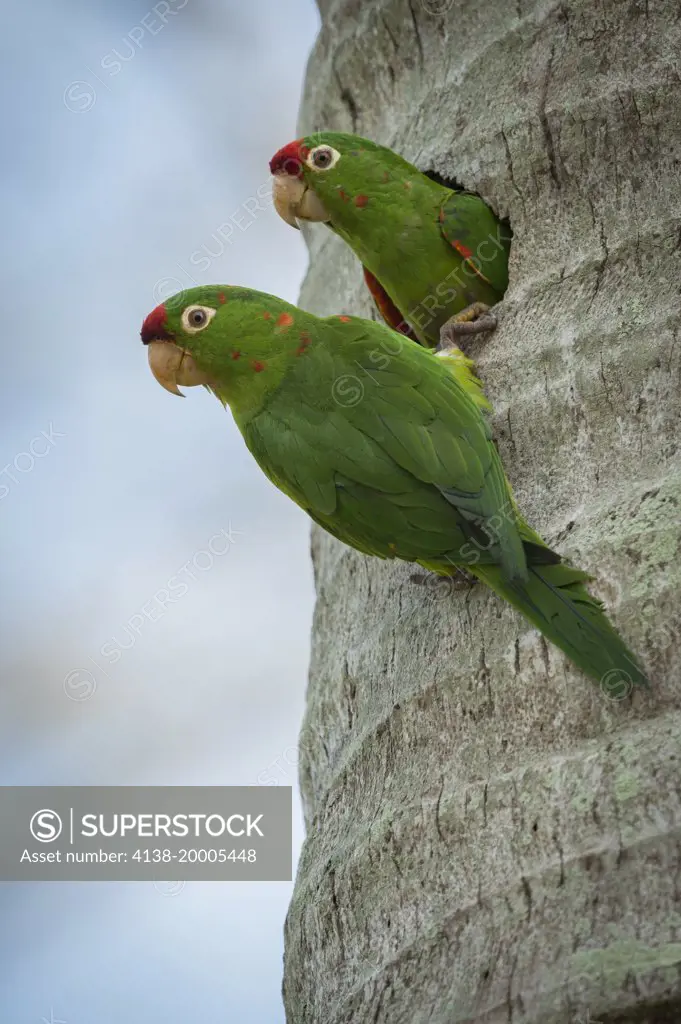 Crimson-fronted parakeets, Psittacara finschi, nesting in Costa Rica