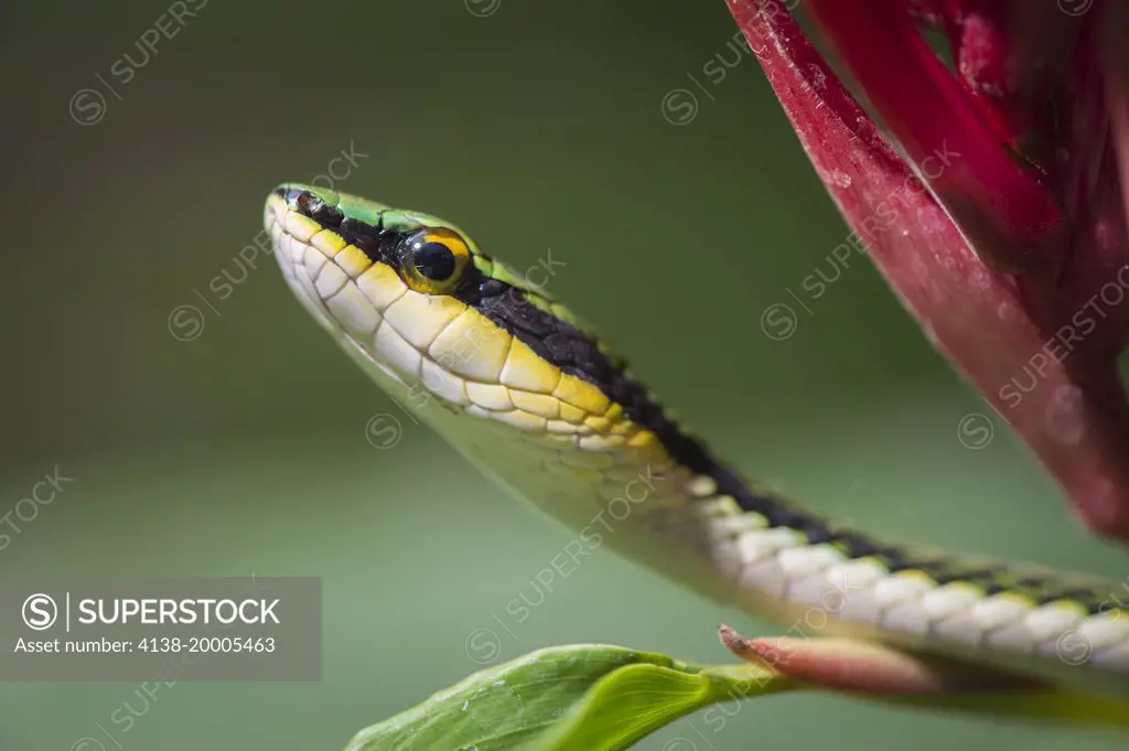 Parrot snake, Leptophis ahaetulla, Nicoya Peninsula, Costa Rica