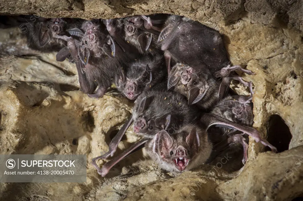 Common vampire bat, Desmodus rotundus in Costa Rica
