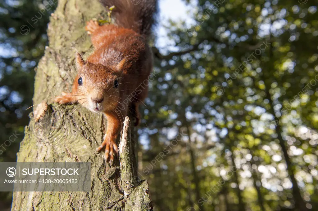 Wide angle red squirrel coming down tree, Sciurus vulgaris, Blagdon, Northumberland, England, UK