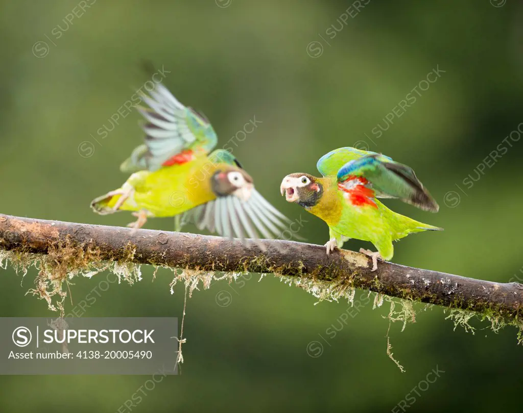 Brown-hooded parrots arguing, Pyrilia haematotis, Northern Costa Rica, Central America