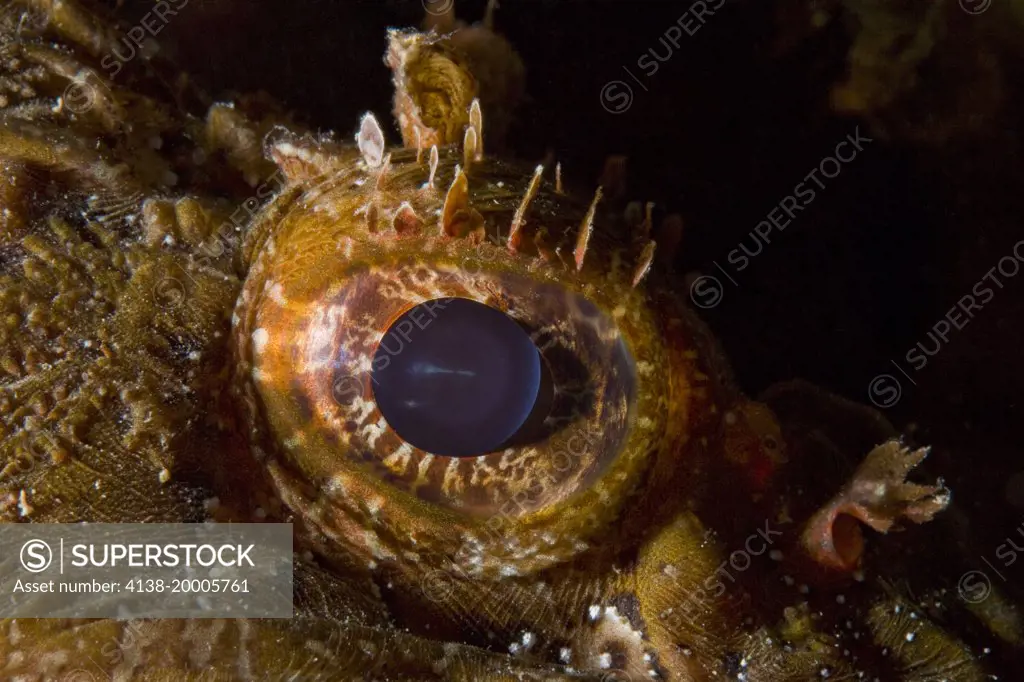 Detail of scorpionfish's eye (Scorpaena porcus) lying on the artificial reef, Larvotto Marine Reserve, Monaco, Mediterranean Sea Mission: Larvotto marine Reserve