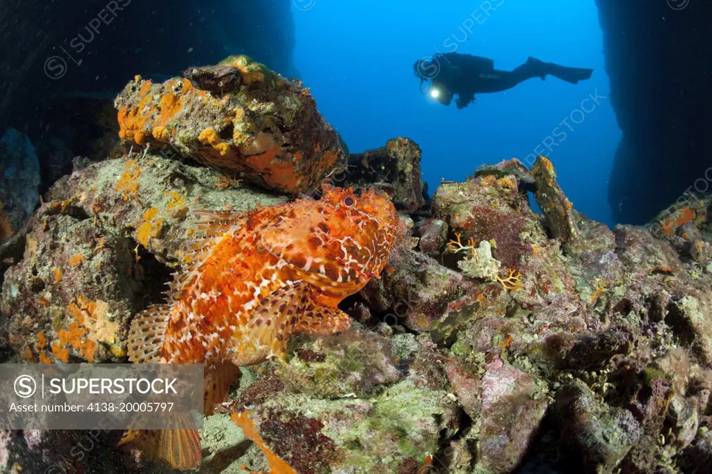 Scuba diver and great rockfish, Scorpaena scrofa, The Cave dive site, Vis Island, Croatia, Adriatic Sea, Mediterranean