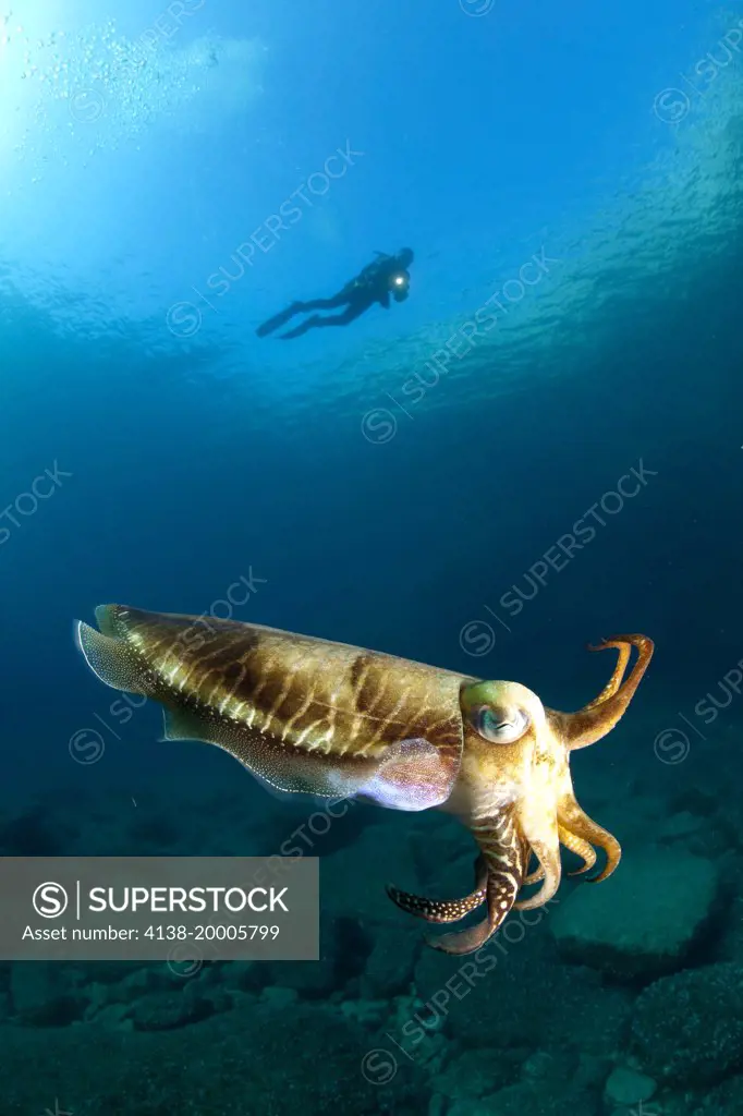 Scuba diver and Common Cuttlefish, Sepia officinalis, The Cave dive site, Vis Island, Croatia, Adriatic Sea, Mediterranean