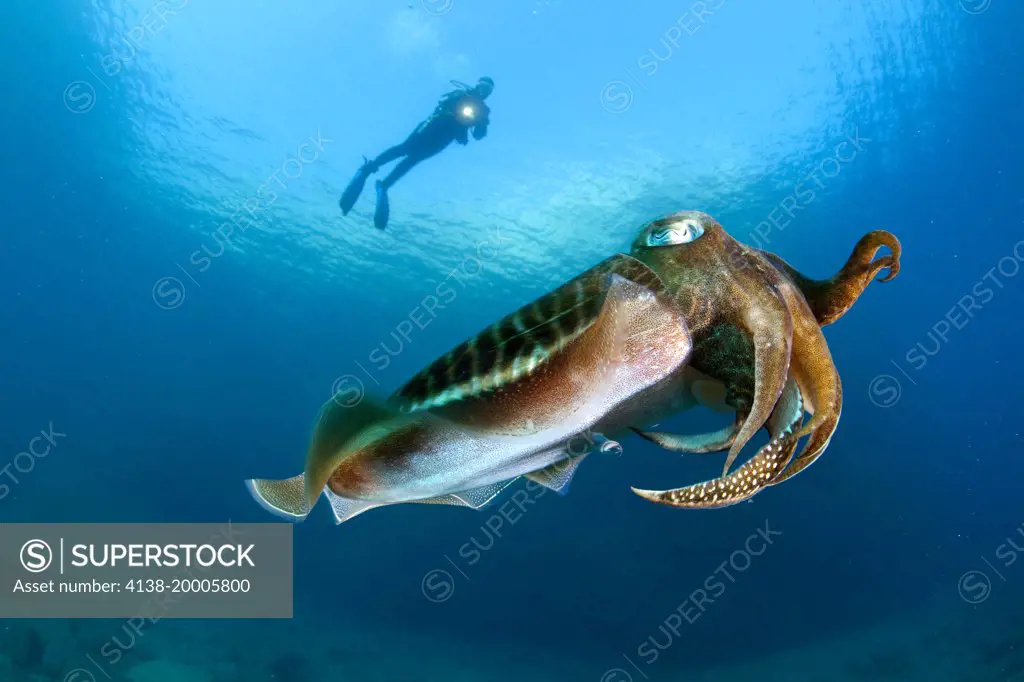 Scuba diver and Common Cuttlefish, Sepia officinalis, The Cave dive site, Vis Island, Croatia, Adriatic Sea, Mediterranean
