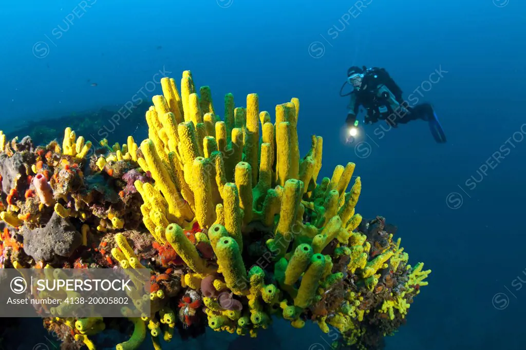 Scuba diver  and yellow sponges, Aplysina cavernicola on Brioni Steamship wreck, Vis Island, Croatia, Adriatic Sea, Mediterranean