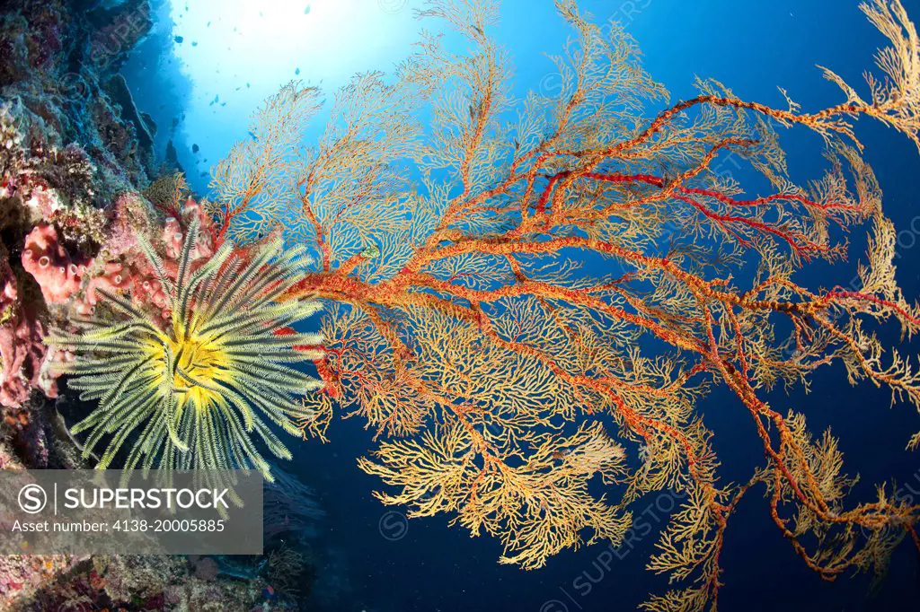 Crinoid or feather star on a sea fan, Melithaea sp. , Tubbataha Natural Park, Natural World Heritage Site,  Sulu Sea, Cagayancillo, Palawan, Philippines