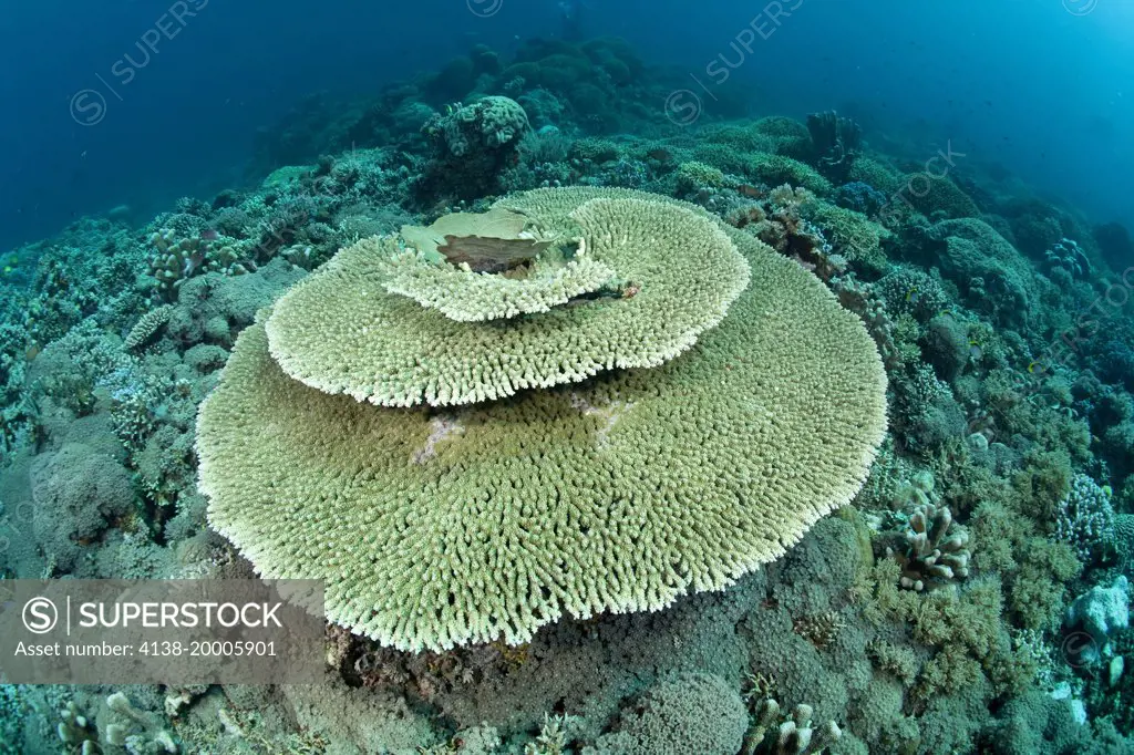 Reef covered with hard coral, Acropora hyacinthus, Tubbataha Natural Park,  Natural World Heritage Site, Sulu Sea, Cagayancillo, Palawan, Philippines -  SuperStock