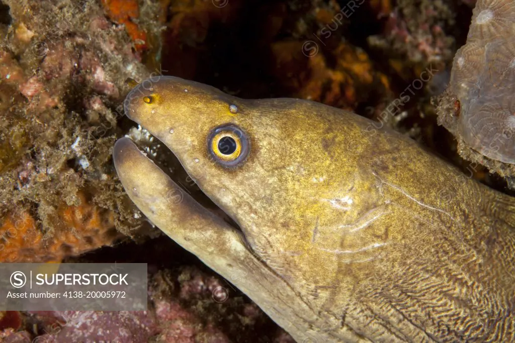 Palechin moray, Gymnothorax herrei, Lembeh Strait, North Sulawesi, Indonesia, Pacific Ocean