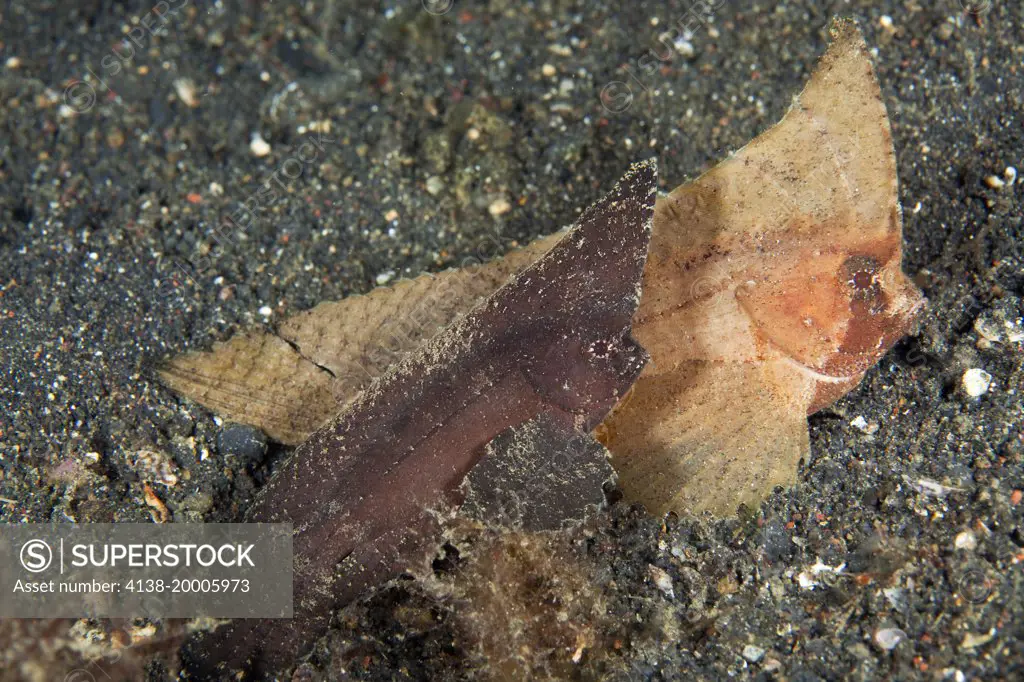 Couple of Spiny leaf fish, Ablabys macracanthus, Lembeh Strait, North Sulawesi, Indonesia, Pacific Ocean