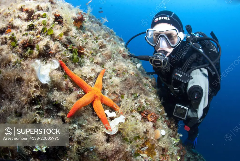 Scuba diver and sea star Hacelia attenuata, Stupiste Out dive site, Vis Island, Croatia, Adriatic Sea, Mediterranean