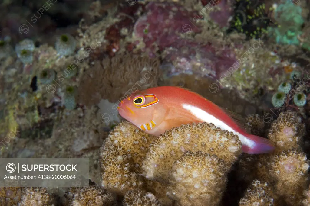 Arc-eye hawkfish, Paraciirrhites arcatus, Halmahera, Moluccas Sea, Indonesia, Pacific Ocean