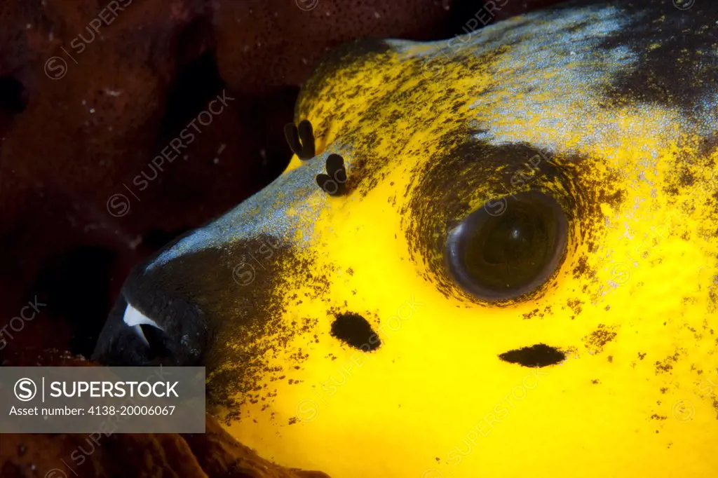 Black-spotted puffer fish, Arothron nigropunctatus, Halmahera, Moluccas Sea, Indonesia, Pacific Ocean