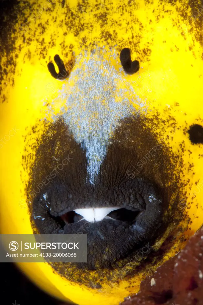Mouth's detail of Black-spotted puffer fish, Arothron nigropunctatus, Halmahera, Moluccas Sea, Indonesia, Pacific Ocean