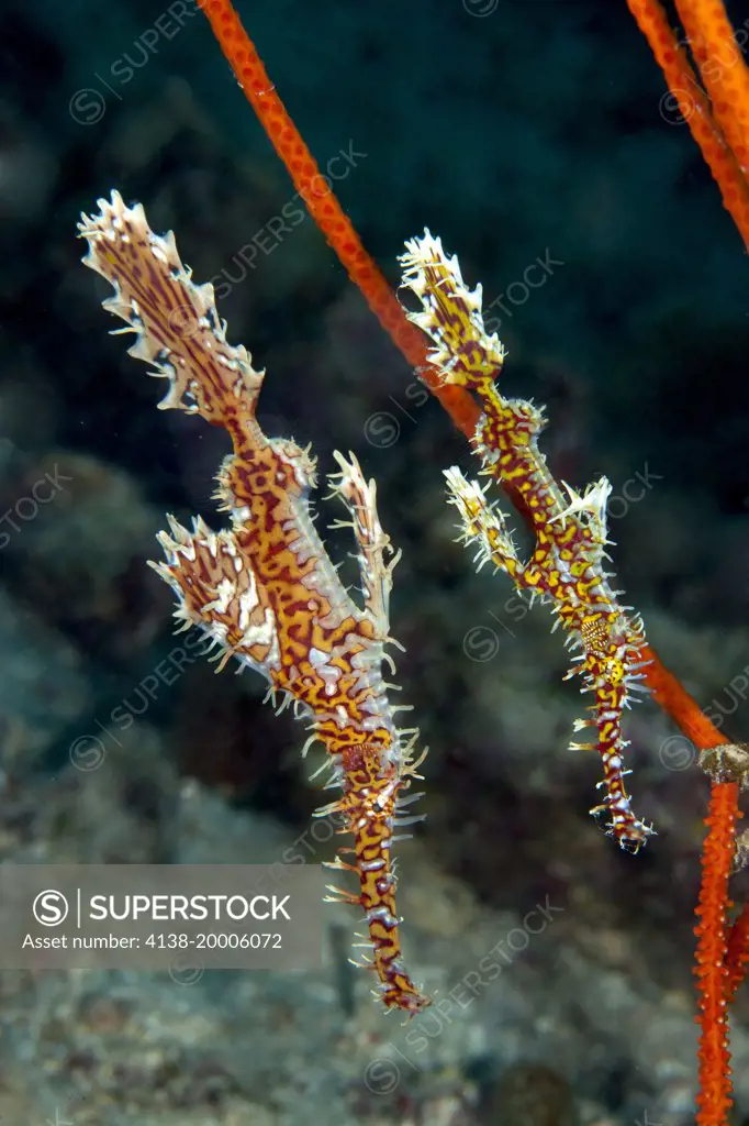 Couple of Ornate ghost pipefish, Solenostomus paradoxus, Halmahera, Moluccas Sea, Indonesia, Pacific Ocean