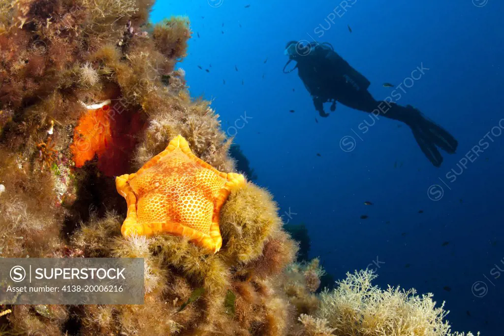 Scuba diver and Penta star, Peltaster placenta, Ustica Island, Italy, Thyrrenian Sea, Mediterranean
