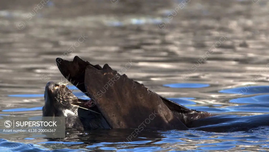 Antarctic fur seal (Arctocephalus gazella), Gourdin Island