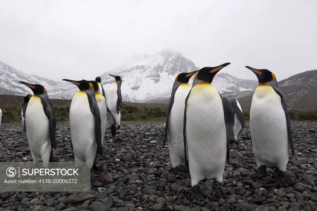 A small colony of King Penguin (Aptenodytes patagonicus) , Jason harbour, South Georgia