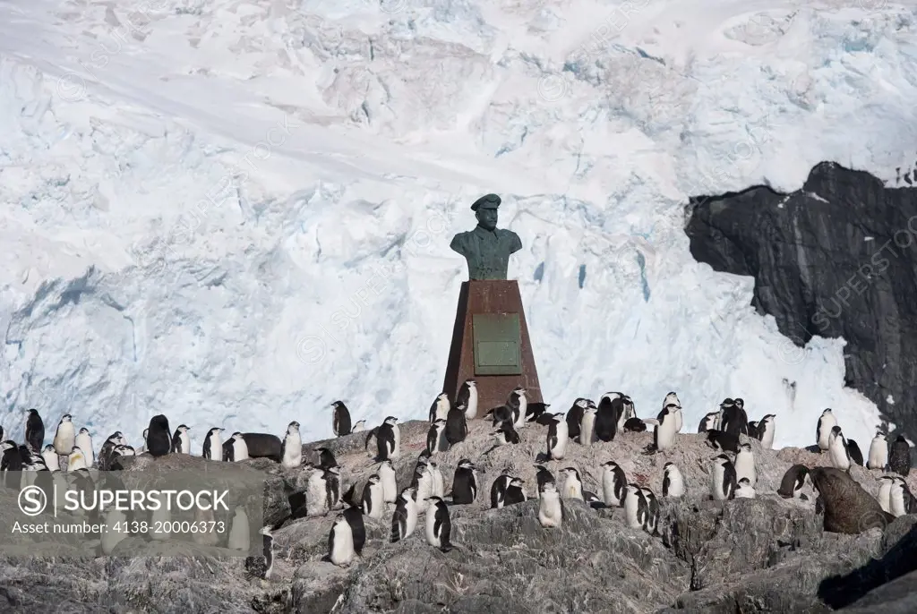 Colony of Chinstrap Penguin (Pygoscelis antarcticus) on Elephant Island around the memorial to Luis Pardo Villalon, the Chilean Captain of the Yelcho, which rescued Shackleton's men from Elephant Island, Antarctica