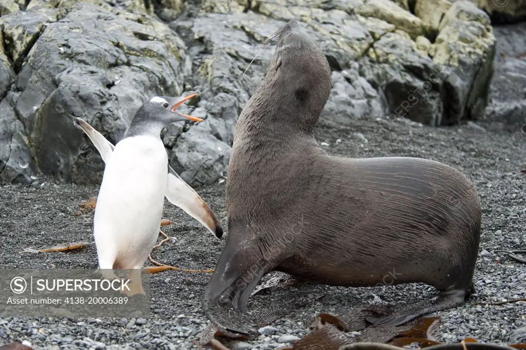 Gentoo Penguin (Pygoscelis papua) and Antarctic fur seal, having a disagreement, Prion Island, South Georgia