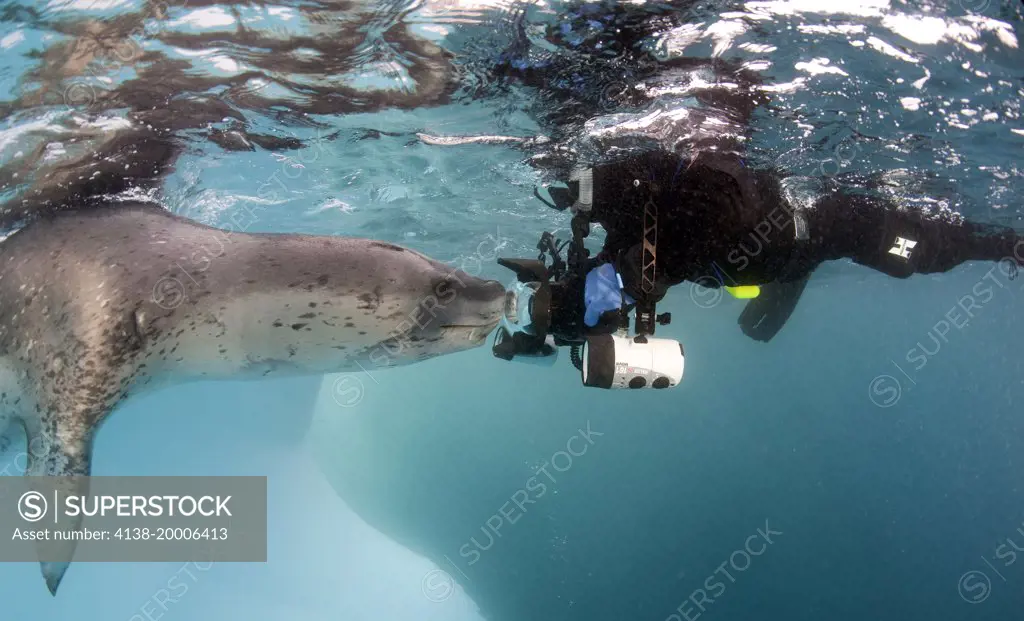 Diver comes face to face with a Leopard seal (Hydrurga leptonyx), Astrolabe Island, Antarctica. Image shows the full scale of this apex predator