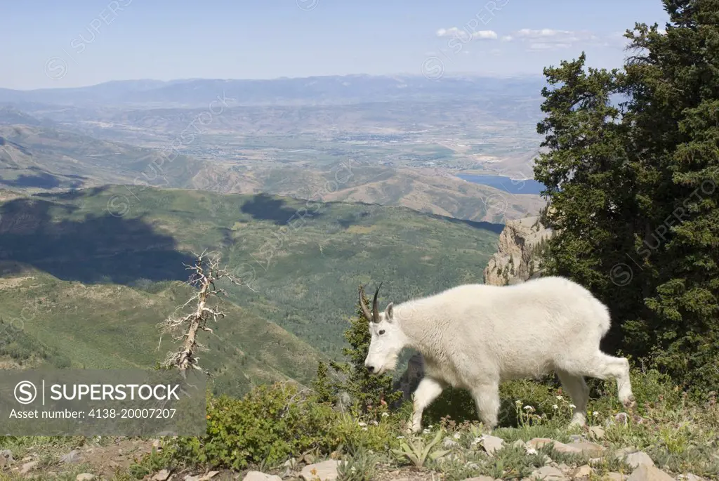 Mountain Goat, Oreamnos Americanus,  Mount Timpanogas Wilderness, Uinta-Wasatch-Cache National Forest near Provo, Utah