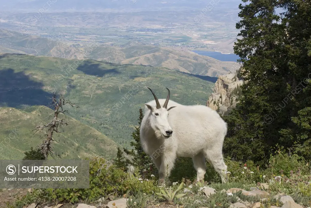 Mountain Goat (Oreamnos americanus) Mount Timpanogas Wilderness, Wasatch Mountains, near Provo, Utah