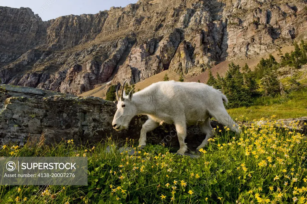 Mountain Goat, Oreamnos Americanus, in wildflowers, Hidden Lake Trail, Glacier National Park,Unesco World Heritage Site near Kalispell,Montana