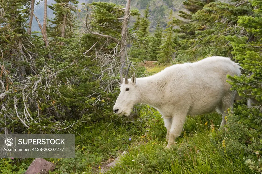 Mountain Goat, Oreamnos Americanus, grazing in wildflowers, Hidden Lake Trail, Glacier National Park,Unesco World Heritage Site near Kalispell,Montana