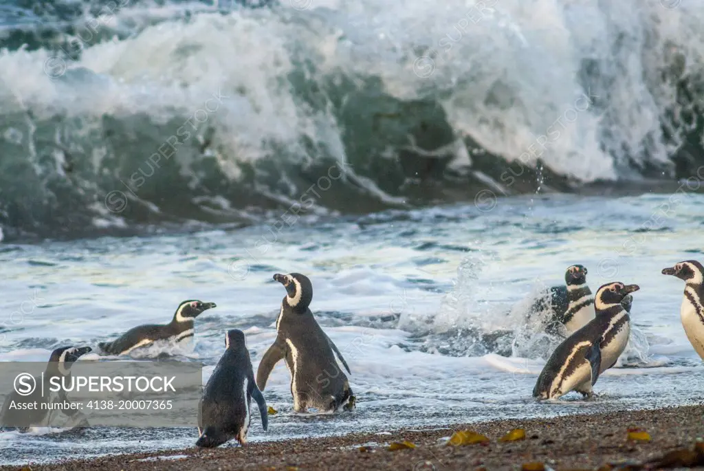 Magellanic Penguins(spheniscus magellanicus), Jackass Penguin,in the surf, Peninsula Valdez, near Punta Norte, Chubut Province, Argentina, Patagonia, Unesco World Heritage site, near threatened